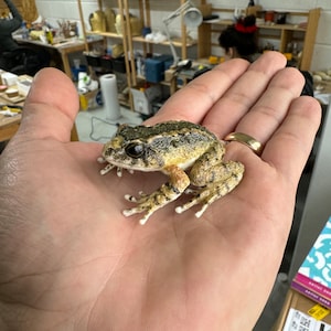 Fanged frog