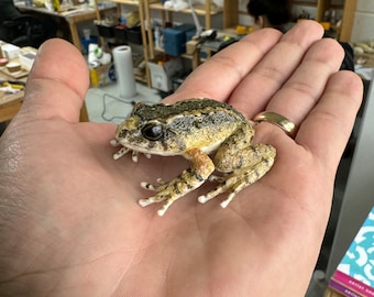 May include: A small, brown and green frog with white spots sitting on a person's hand.