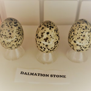 May include: Three Dalmatian stone eggs on display stands. The eggs are a light beige color with black spots. The label below reads "Dalmatian Stone".