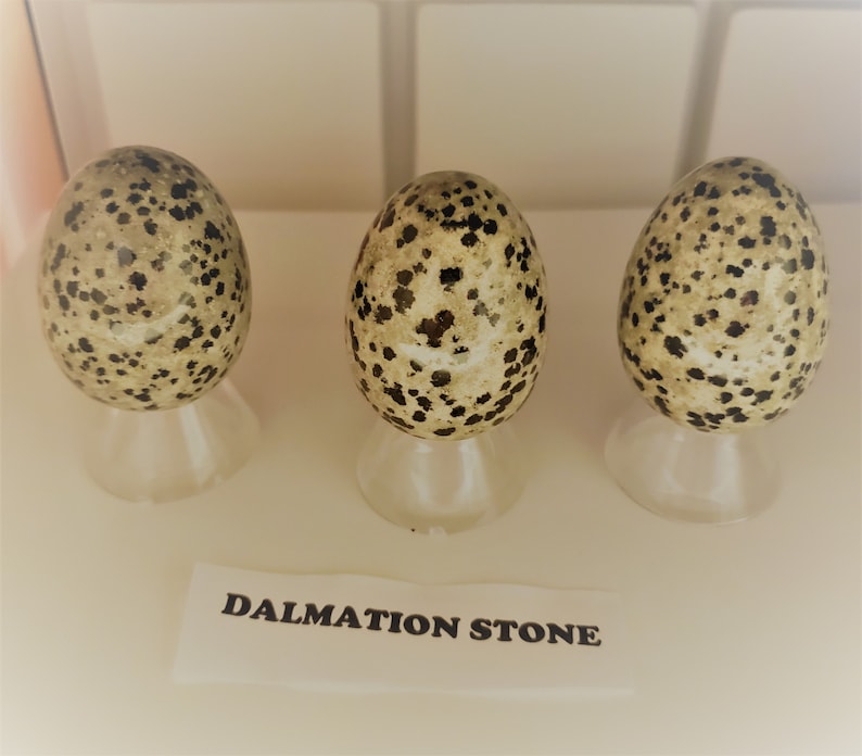 May include: Three Dalmatian stone eggs on display stands. The eggs are a light beige color with black spots. The label below reads "Dalmatian Stone".