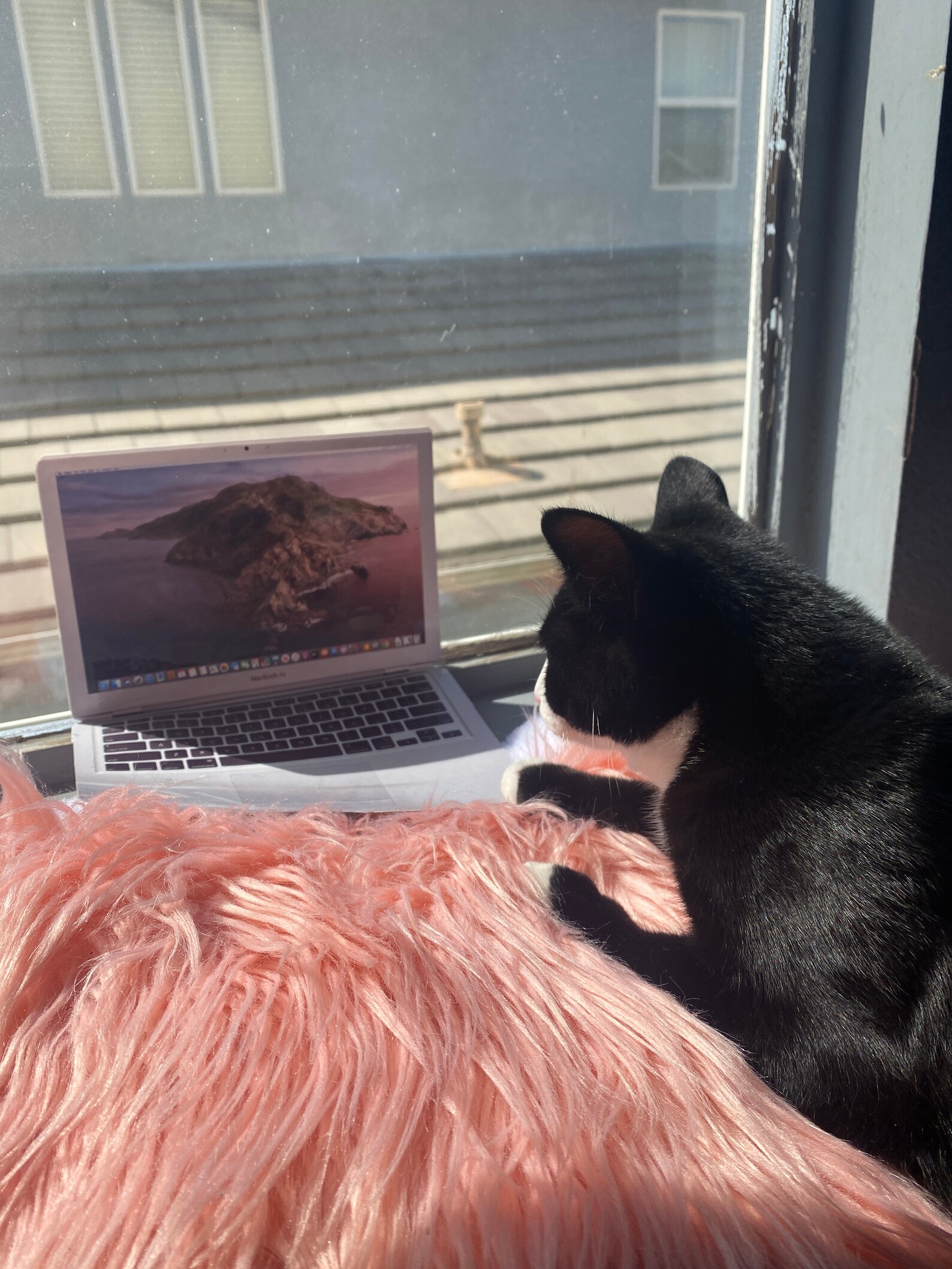 Printable Laptop, Mini Laptop, MacBook Printable, Pet Laptop, Cat