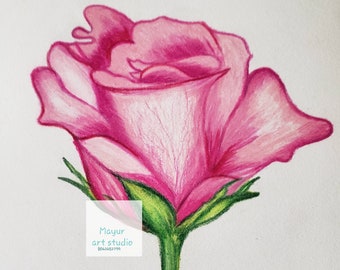 Rose flower Bud sketch - original color Pencil art/pink Red Floral illustration set- Gifts for her Women/Home decor