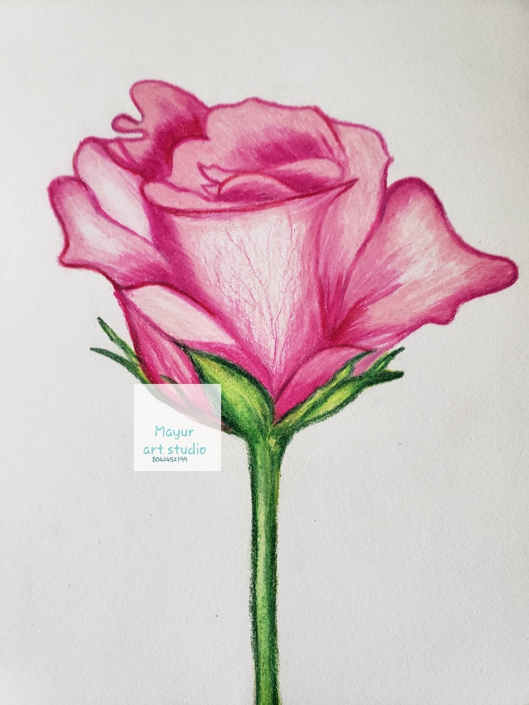 Buy Rose Flower Bud Sketch Original Color Pencil Art/pink Red ...