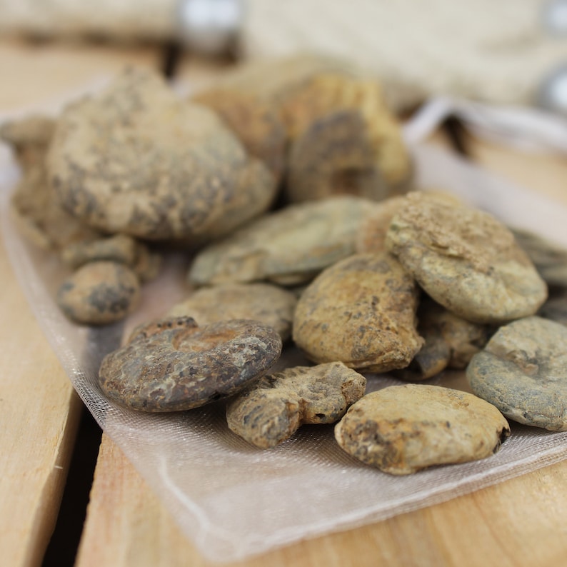 May include: A collection of fossilised ammonites in various sizes and shapes, displayed on a white mesh surface. The ammonites are a light brown colour with intricate patterns.