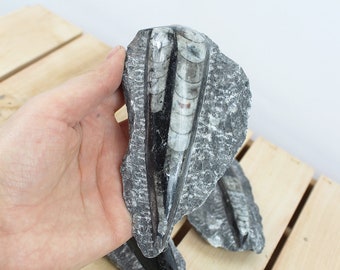 Morocco Sahara Orthoceras Fossil: Unique Home Decor (10-14 cm)