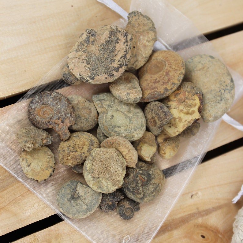 May include: A collection of fossilised ammonites in various sizes and shapes, displayed in a clear mesh bag. The ammonites are a mix of brown, grey, and black colours.