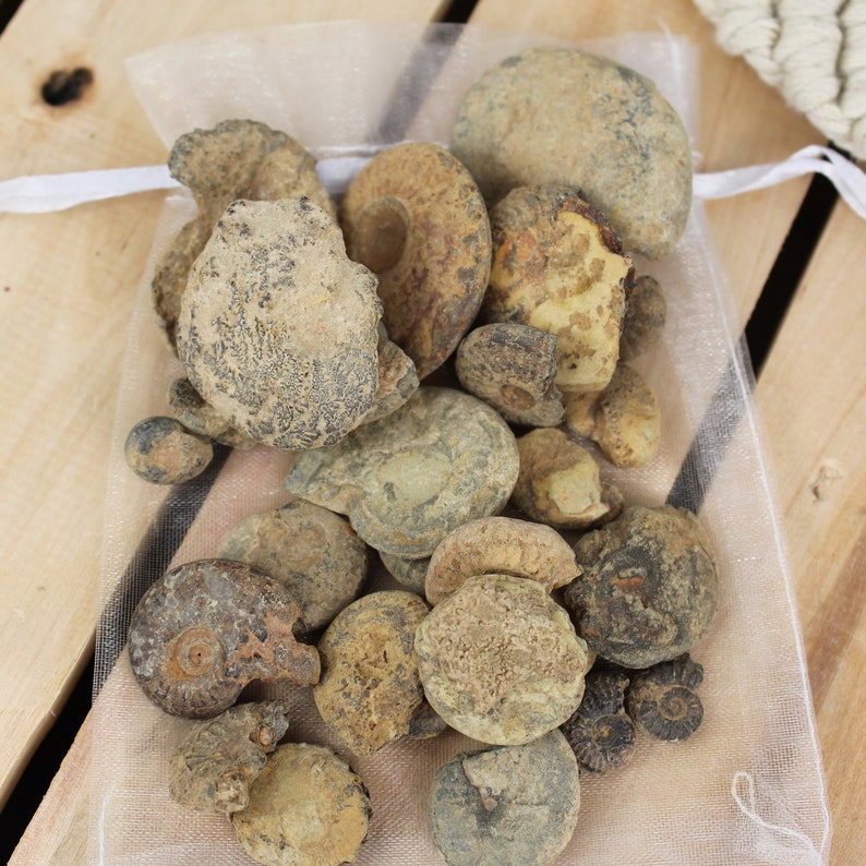 May include: A collection of fossilised ammonites in various sizes and shapes, displayed in a white mesh bag. The ammonites are a mix of brown, grey, and black colours.