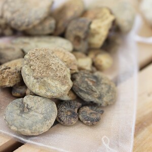 May include: A collection of fossilised ammonites in various sizes and shades of brown and grey, displayed in a white mesh bag.