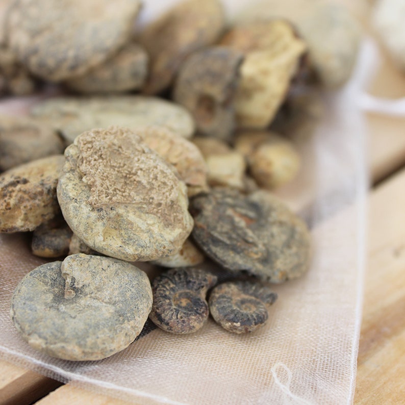 May include: A collection of fossilised ammonites in various sizes and shades of brown and grey, displayed in a white mesh bag.