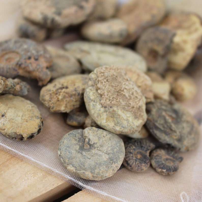 May include: A collection of fossilised ammonites in various sizes and shapes. The ammonites are a light brown colour with a rough, textured surface.