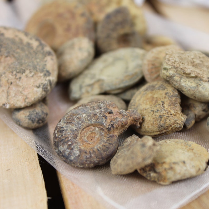 May include: A collection of fossilised ammonites in various sizes and shapes. The ammonites are brown and grey with a rough texture. They are displayed on a white mesh surface.