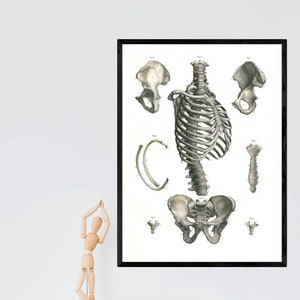 scheletro umano etichettato