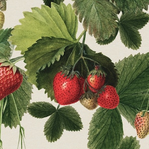 Strawberry Wallpaper, Strawberries Wall Mural, Summer Juicy Wallpaper ...