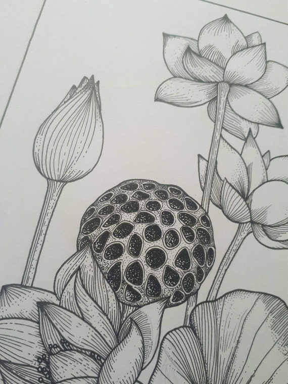 Kwiat Lotosu Rysunek Czarny Atrament