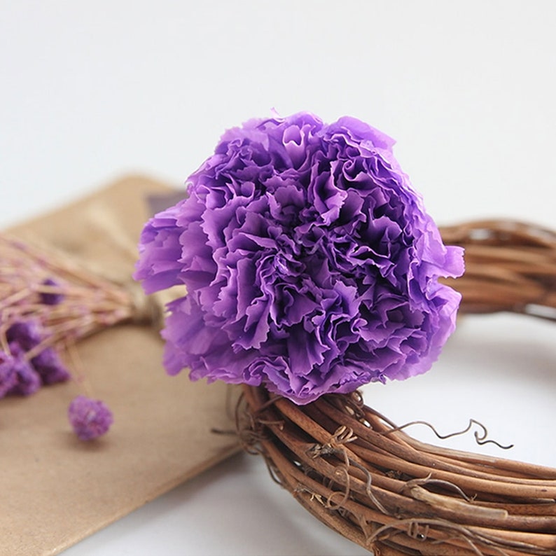 Preserved Carnation flower Dyed and Dried Carnation Mother Etsy