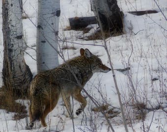 Late Coyote Winter 5x7 8x10 11x14 16x20 on Photo Paper