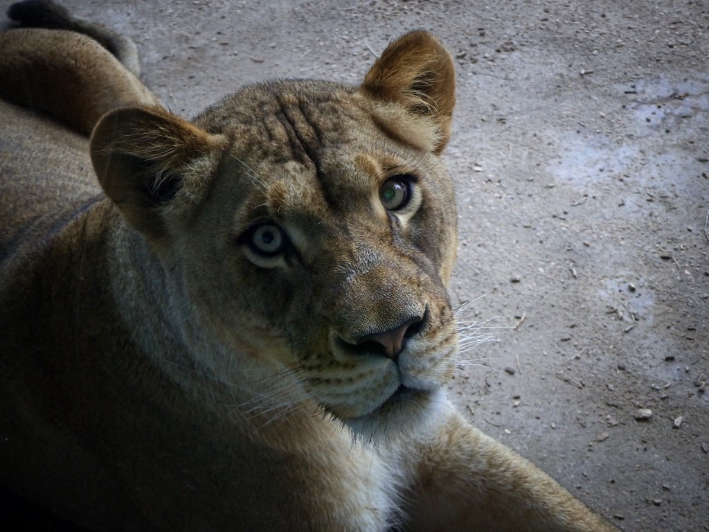 Lioness (various Sizes) Etsy