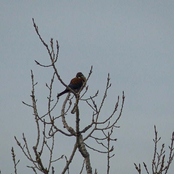 American Kestrel