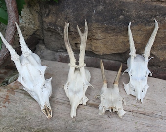 1 of 4 small roebuck antlers decoration vintage