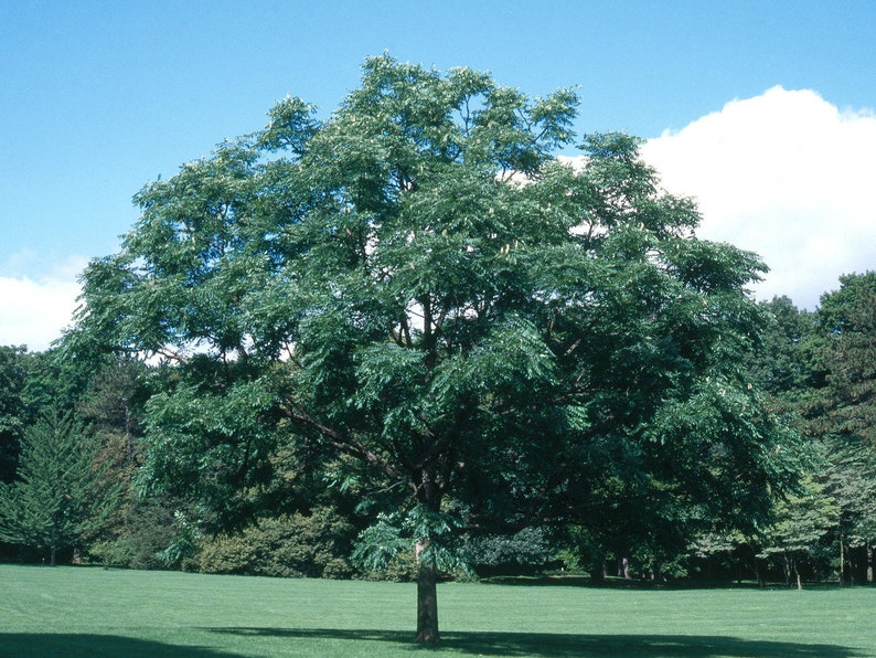 Gymnocladus Dioicus Kentucky Coffee Tree Seeds - Etsy