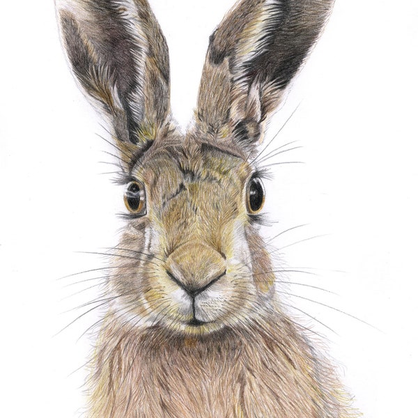 Hare Print taken from Coloured pencil drawing. Giclee Art Print