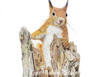 Red Squirrel Print