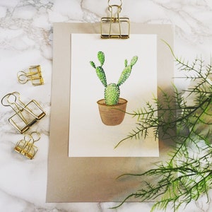 Cactus illustration