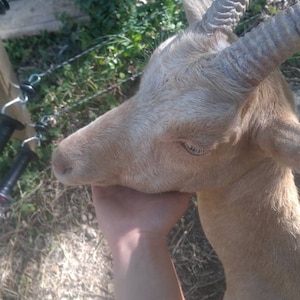 Goat's milk soap caprine image 3