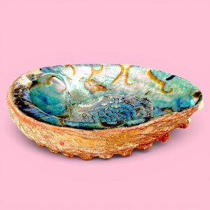 May include: An iridescent abalone shell with a natural, textured exterior. The interior features shades of blue, green, and gold, with a pearlescent sheen. The shell is oval-shaped and appears to be a decorative item or a small dish.