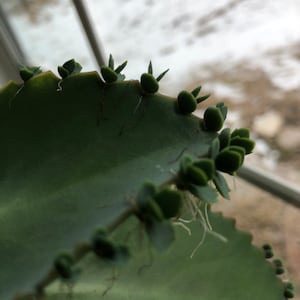 Mother of Thousands (Kalanchoe daigremontiana) Tiny Plants (Cuttings)