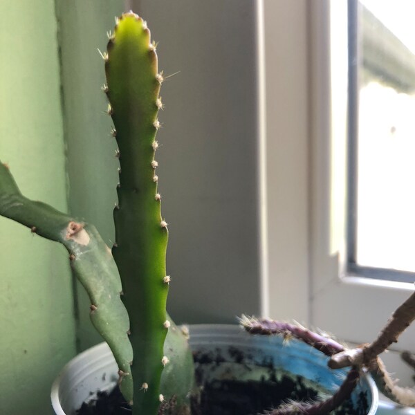 Orchid Cactus (Epiphyllum) Cuttings Sporting New Growth