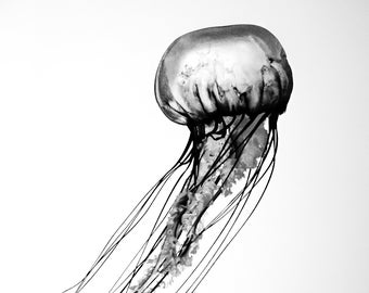 Jellyfish, black and white, bathroom, nautical, sea creature, jellyfish print, marine art, jellyfish photo, jellyfish photograph, B&W