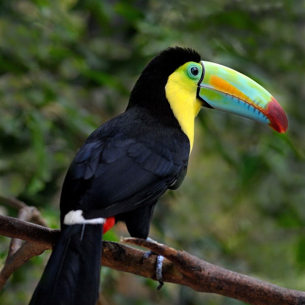 keel-billed toucan, toucan, costa rica, costa rica bird, toucan photograph, toucan art, toucan picture, toucan wall art, tropical bird