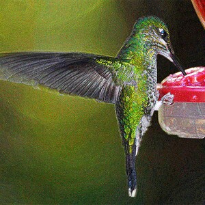 hummingbird, hummingbird at feeder, birds, hummingbirds, hummingbird feeder, hummingbird print, Costa Rica, bird feeder, hummingbird photo