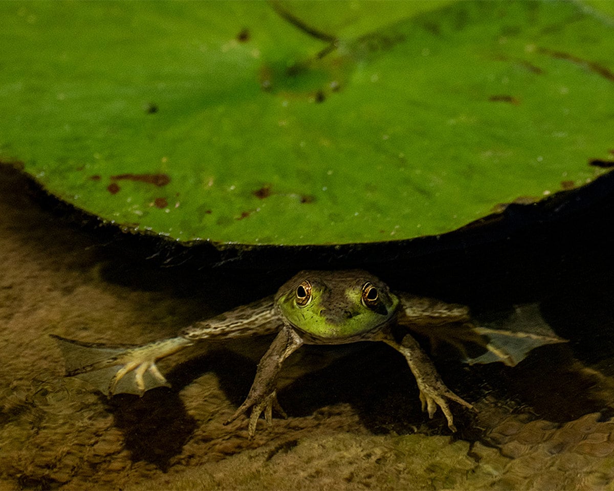 Bullfrog, Frog Print, Bullfrog Art, Print, American Bullfrog, Pond ...