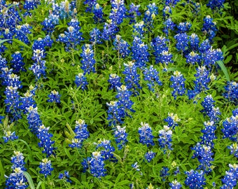 Bluebonnet, Texas Hill Country,  Texas, bluebonnets, Texas art, hill country, Texas wall decor, Texas flowers, Texas print, bluebonnet print