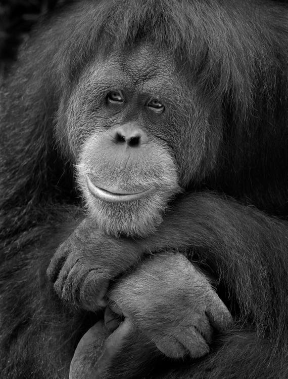 Orangutan Black And White Orangutan Photo Monkey Print Etsy