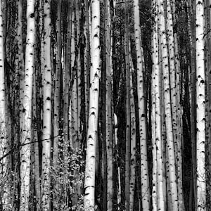 Aspens, Trees, Colorado, black and white, monochrome, fall, autumn, lines, aspen trees, tree bark, aspen tree, aspen tree art, aspen art