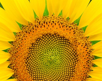 sunflower, sunflower photograph, sunflower art, sunflower wall art, sunflower print, sunflower photo, flower photograph, sunflower decor