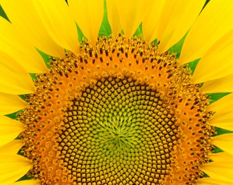 sunflower, sunflower photograph, sunflower art, sunflower wall art, sunflower print, sunflower photo, flower photograph, sunflower decor