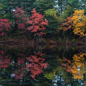 autumn leaves, fall colors, fall leaves, fall photography, trees, fall color, fall decor, fall foliage, nature print, fall trees, fall art