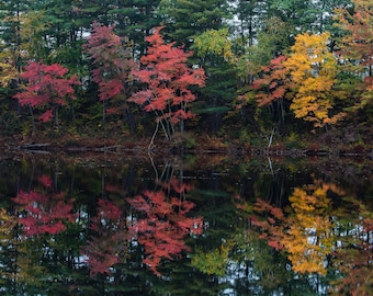 autumn leaves, fall colors, fall leaves, fall photography, trees, fall color, fall decor, fall foliage, nature print, fall trees, fall art