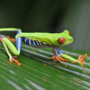 red eyed tree frog, frog, Costa Rica, frog print, frog prints, nature print, wildlife print, red eye frog, Costa Rica frog, frog photo