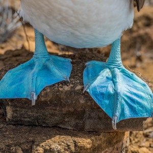 Blue footed booby, blue feet, Galapagos bird, blue-footed booby, blue footed bird, seabird art, blue footed booby print, beach house, booby