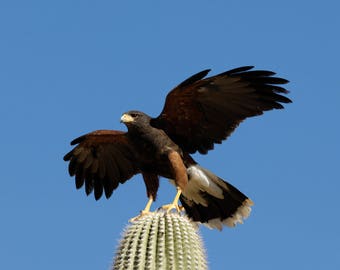 hawk on cactus, Harris hawk, hawk print, hawk, cactus, hawk picture, saguaro cactus, cactus and bird, Arizona nature, Arizona wildlife