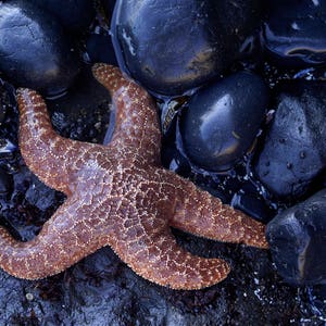 starfish, starfish print, starfish art, starfish wall art, starfish decor, beach art, starfish photo, starfish wall print, starfish picture