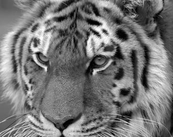 black and white, tiger print, animal print, tiger wall art, tiger art, tiger photo, black and white art, black and white tiger, tiger photo