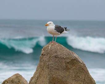 seagull, waves, California coast, seagull print, seagull photo, seagull wall art, seagull picture, seascape print, seagull art, nature print