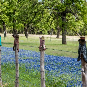 Texas hill country fence, wildflowers, Texas Hill Country,  Texas, bluebonnets, Texas art, hill country, Texas wall decor, Texas flowers