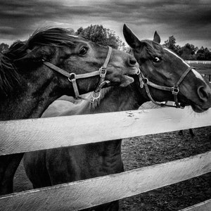 black and white horse, horse print, horse wall art, horse photography, horse art, horse farm, Kentucky, horses, horse photo, horse decor